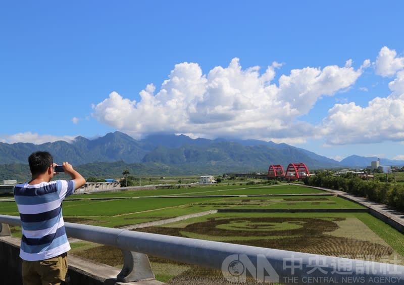 花蓮縣玉里鎮更名屆滿百年，鎮公所近日在地標「客城橋」旁，種了約1.4公頃的彩繪稻田，可見台灣黑熊、玉里100等圖案。玉里鎮長龔文俊說，等稻作長得茂密後，彩繪圖案會更明顯、漂亮。（中央社）