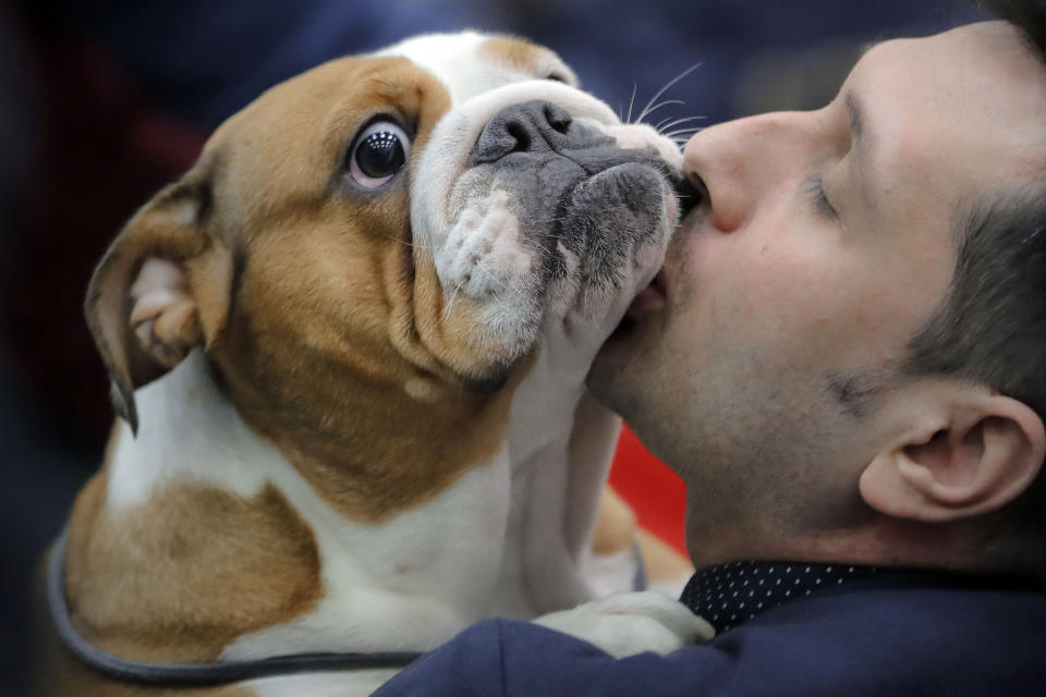 FILE — An English bulldog gets a kiss from its owner, in Bucharest, Romania, March 12, 2017. The American Kennel Club announced Wednesday, March 15, 2023 that French bulldogs have become the United States' most prevalent dog breed, ending Labrador retrievers' record-breaking 31 years at the top. (AP Photo/Vadim Ghirda)