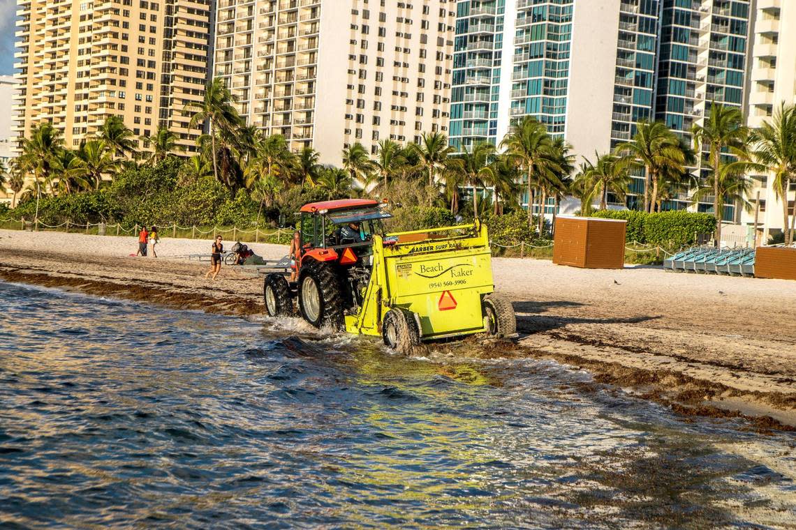 A crew cleans the sargassum along the beach at Collins Avenue and 27th Street in Miami Beach on Thursday, Aug. 25, 2022.