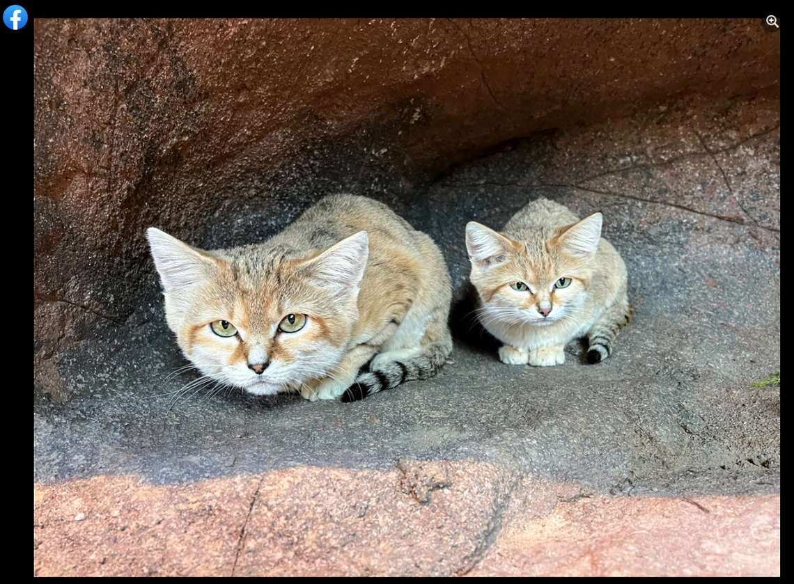 Sand cats are one of the smallest felines on Earth and live in desert environments, the zoo said.