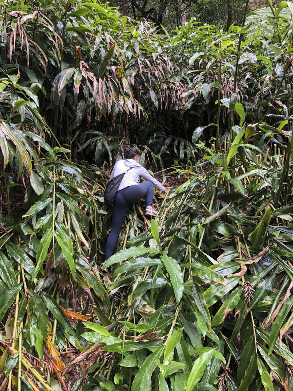 This photo provided by Yesenia D'Alessandro shows a volunteer climbing in the Makawao Forest Reserve in Haiku, Hawaii on May 16, 2019, while searching for Amanda Eller, a yoga teacher and physical therapist who went missing during a hike. The dramatic rescue of a hiker lost for more than two weeks in a remote Hawaii forest is showing how emerging technology is helping search teams more efficiently scour the wilderness for missing people. (Yesenia D'Alessandro via AP)