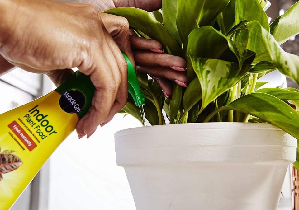 This foam formula will instantly feed your indoor plant babies, just add to a pump or two to any watering can and you'll be good to go!<br /><br /><strong>Promising review:</strong> "This liquid fertilizer is basic, but it's the truth. <strong>Think of it as a vitamin supplement for your plants. The key is diluting it with your water instead of putting it directly on the soil.</strong> Never use fertilizer on dry soil, you'll burn the roots. I use this for my ferns, monsteras, philodendrons, alocasias and snake plants." &mdash; <a href="https://www.buzzfeed.com/christineforbes" target="_blank" rel="noopener noreferrer">Christine Forbes</a><br /><br /><strong><a href="https://amzn.to/2SlNxvR" target="_blank" rel="noopener noreferrer">Get a 2-pack from Amazon for $13.30.</a> </strong>