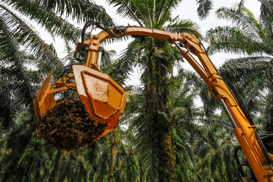 An autonomous mechanical buffalo grabber at the SD Guthrie palm oil plantations in Selangor. (Photo: Samsul Said/Bloomberg)