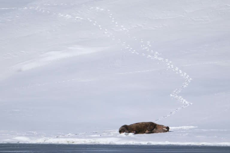 Una morsa descansa en la bahía de Borebukta, en Isfjorden, en el archipiélago noruego de Svalbard, el 3 de mayo de 2024 (Jonathan Nackstrand)
