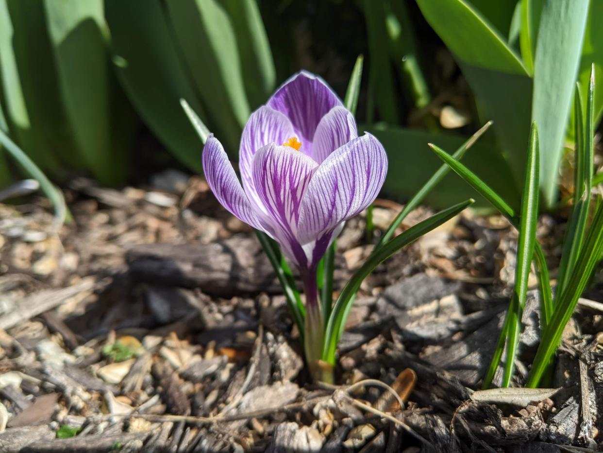 Signs of spring are everywhere in central Ohio — but will winter have a last heyday?
