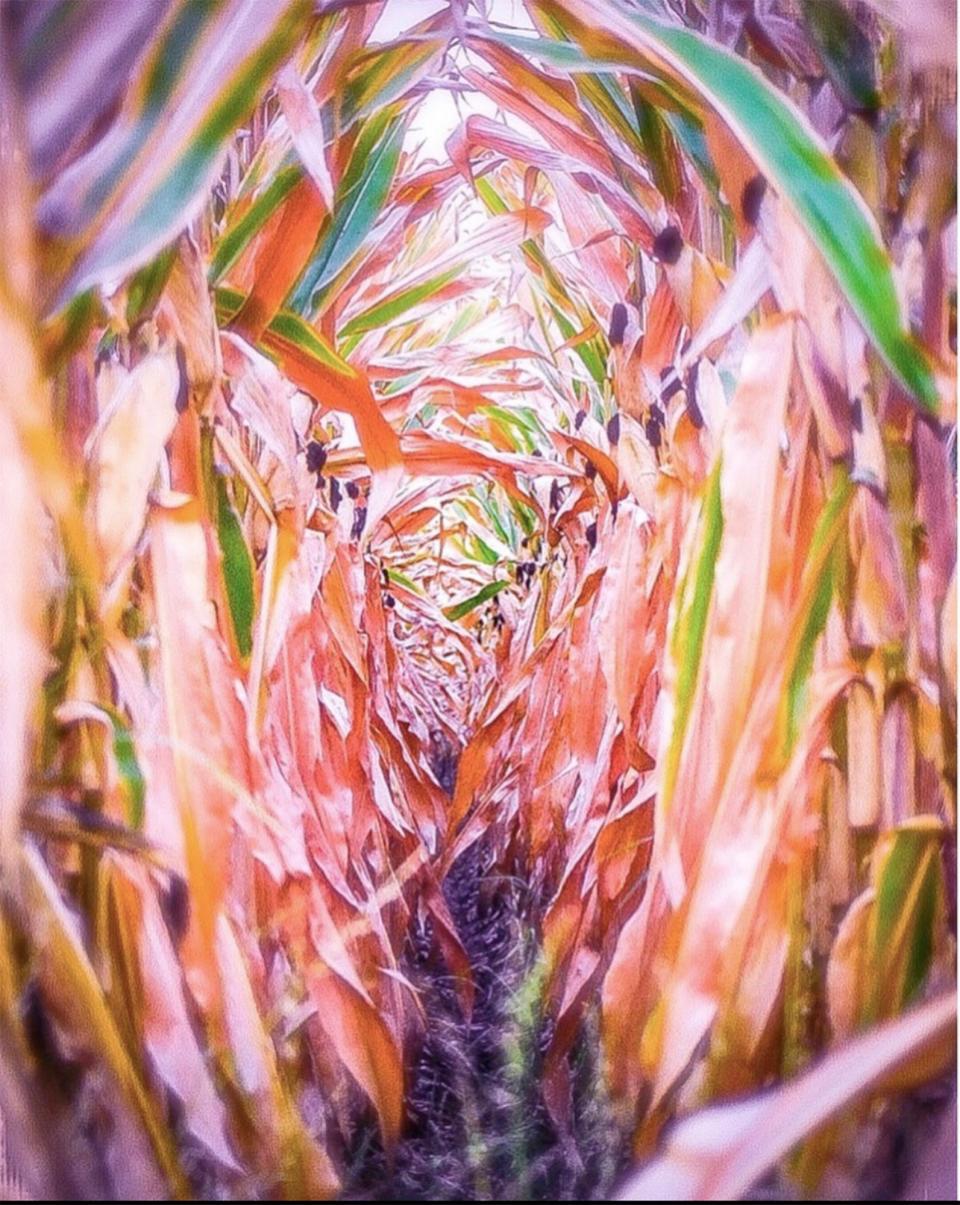 AnneMarie Lawrence of Stockton used a Nikon D3400 DSLR camera to photograph a row of corn in a field near Woodland.