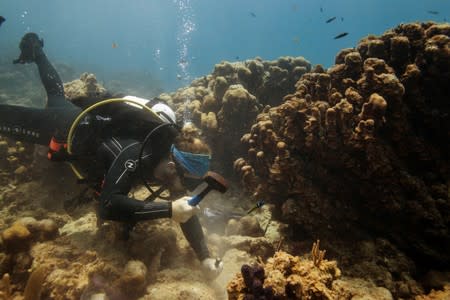 The Wider Image: The race to save the coral of the Caribbean