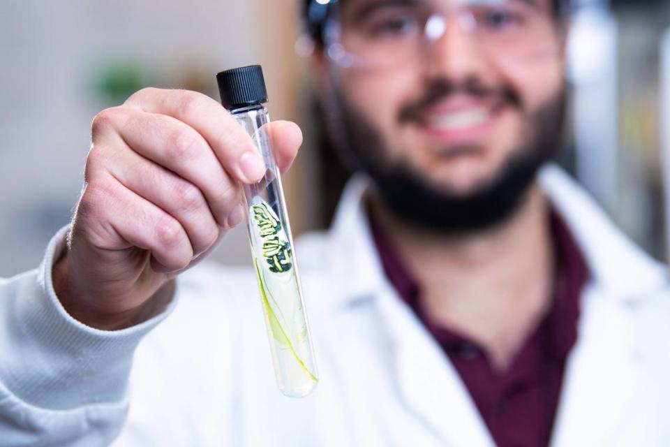 Intern Ray Cabreriza joined researchers at PNNL-Sequim who are studying algae and their potential to collect and concentrate critical minerals known as rare earth elements from seawater.