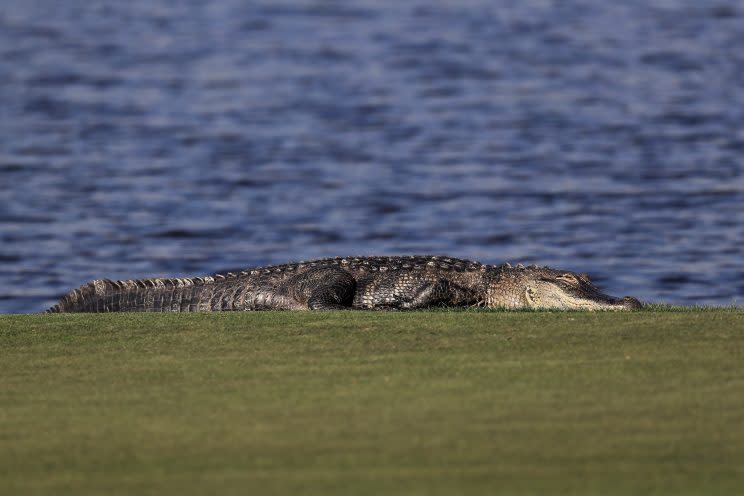 Scott Lahodik was attacked on Tuesday by an alligator while he was trying to retrieve golf balls. (Getty Images)