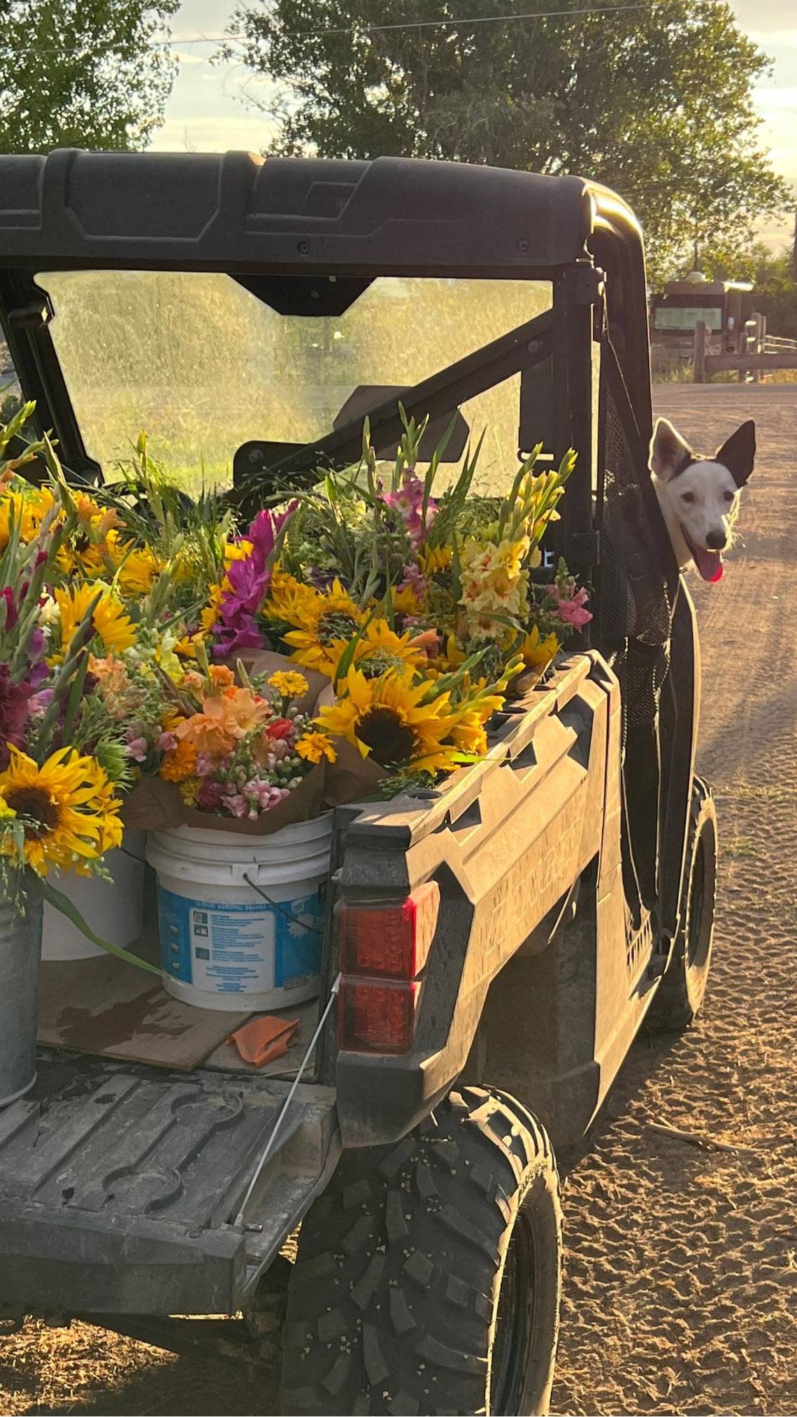 Mark and Cindy McClaskey have been selling gladiolas at the Capital City Public Market since it opened in downtown Boise in 1994. Even their dog, Princess, helps as they prepare bouquets from their own garden for the market.