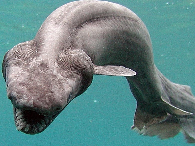 A live 1.6 metres long frilled shark found by a Japanese fisherman in 2007.