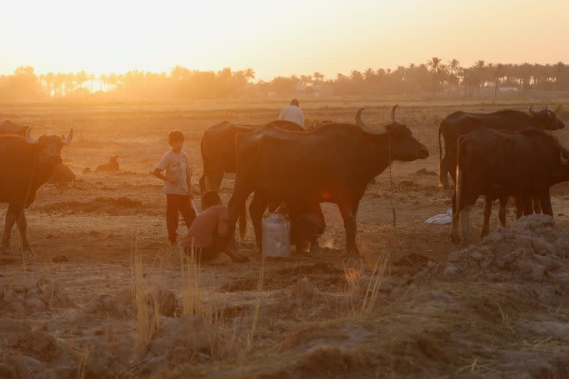 The Wider Image: Drought imperils Iraq's water buffalo and a child's way of life