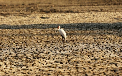 A bird stands on a sun-baked pool that used to be a perennial water supply in Mana Pools National Park, Zimbabwe - Credit: AP Photo/Tsvangirayi Mukwazhi