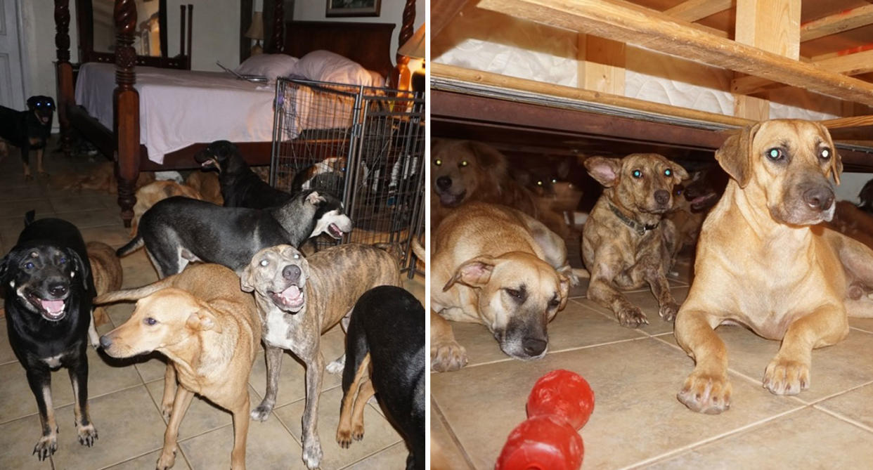 Bahamas rescue dogs shown inside woman's home during Hurricane Dorian.