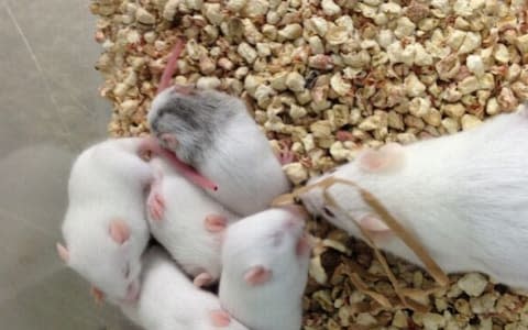 Mice heal more quickly at night, which is their equivalent of daytime