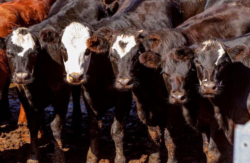 Cattle are worked through an auction Aug. 23, 2021, at the Oklahoma City Stockyards.