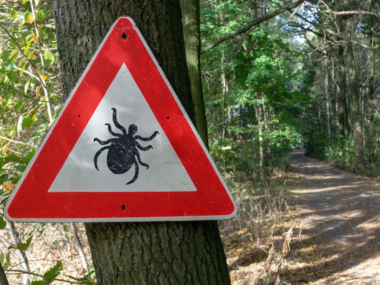 tick insect warning sign in forest