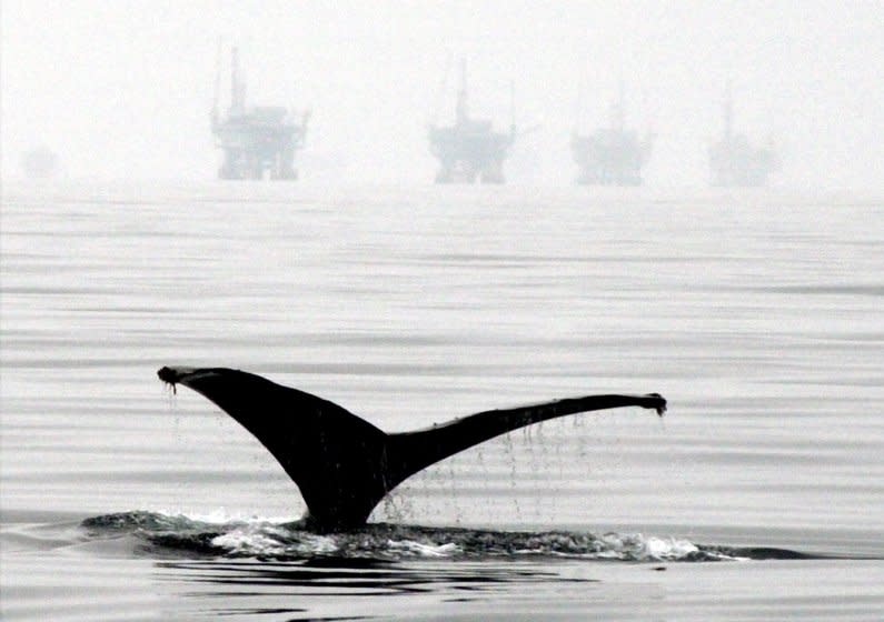 Story Slug: alaskacruz.ART FILE--A Humpback whale lifts its fluke out of the water as it begins a dive off the coast of Santa Barbara, Calif., near five off-shore oil drilling platforms, in this May 25, 2001 file photo. A federal judge halted oil and natural gas exploration off central California's coast Friday, June 22, 2001, saying the area can't be drilled or explored until the federal government studies the environmental impacts and the California Coastal Commission approves of the plan. (AP Photo/Santa Barbara News-Press,Mike Eliason, File) ORG XMIT: CABAR801