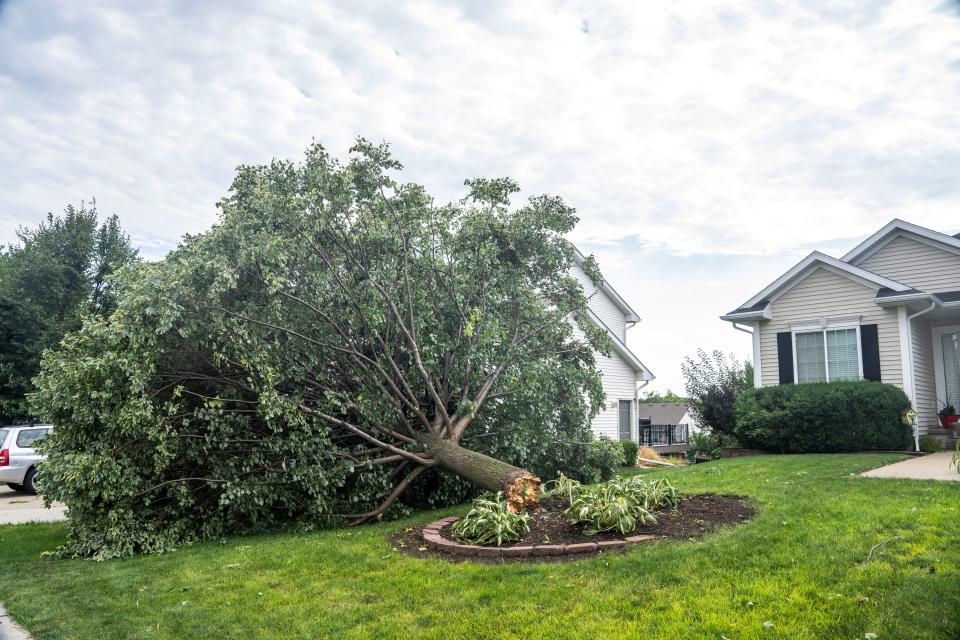 A tree from John Hoberg's yard fell into neighbor Justin Reese's property after a tornado passed through the area on Monday, July 15, 2024, in Urbandale.