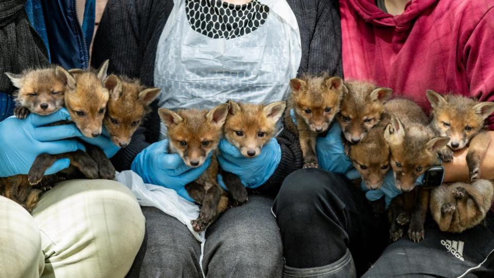 East Anglian Daily Times: The 10 fox cubs