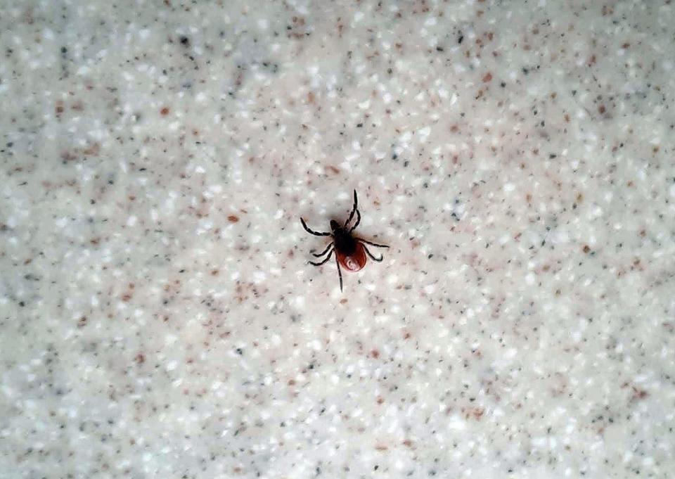 An adult female deer tick walks on a counter top Oct. 27, 2021, in Somerset County.