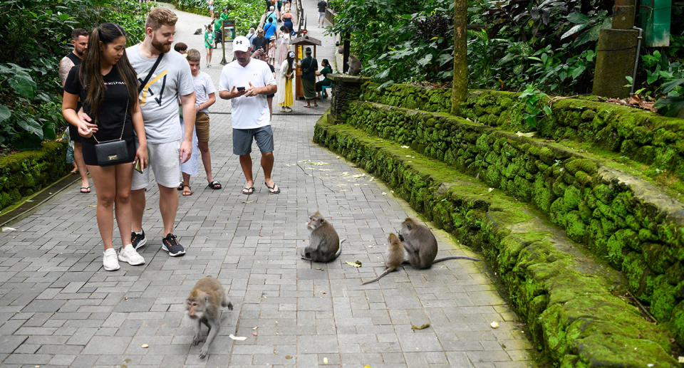 Tourists walk by monkeys at Ubud Monkey Forest in Bali