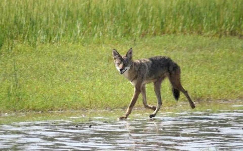 Officials said coyote and cougar reports are typical for this time of year, and will try to get whatever food they can find, even if that means coming closer to town for easy pickings.