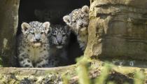 Irina the snow leopard keeps a close watch over her litter of 12 week old cubs, Animesh, Ariun and the third as yet un-named cub at Marwell Zoo near Winchester as they consider venturing out for the first time.