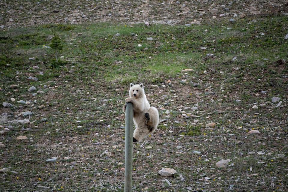 Nakoda had learned to climb fences and drew attention because of her acrobatic abilities. 