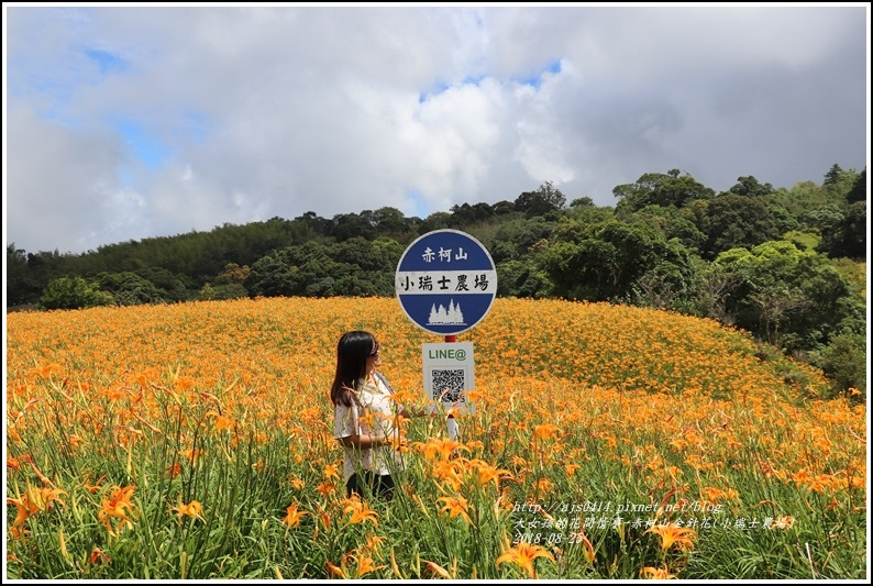 赤柯山金針花(小瑞士農場)-2018-08-34.jpg