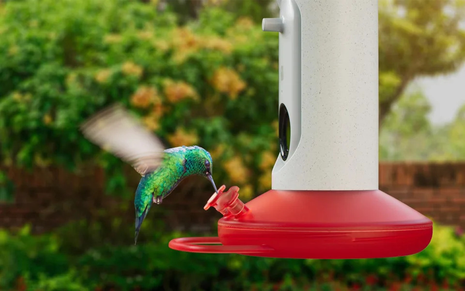 Bird Buddy &#x008702;&#x009ce5;&#x009935;&#x009ce5;&#x005668;