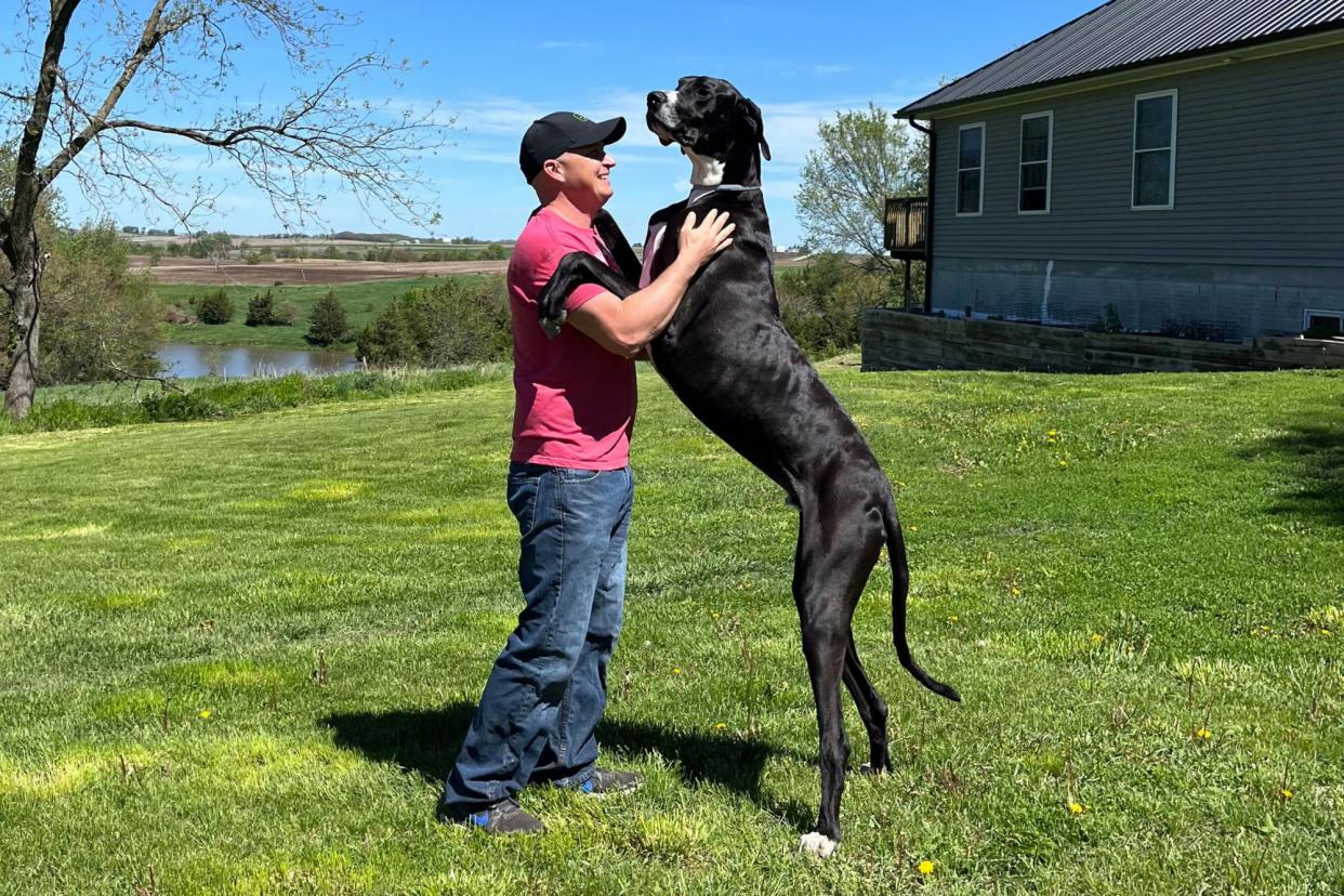 <span>Kevin, a great dane who stands at 3ft 2in and comes from West Des Moines, Iowa, achieved the Guinness World Record for the tallest dog in March.</span><span>Photograph: Guinness World Records/PA</span>