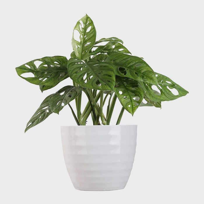 <a href="https://www.amazon.com/Costa-Farms-Live-Indoor-Tropicals/dp/B0957YP74M/?tag=readerwp-20" rel="nofollow noopener" target="_blank" data-ylk="slk:Costa Farms Little Swiss Monstera Plant;elm:context_link;itc:0;sec:content-canvas" class="link rapid-noclick-resp">Costa Farms Little Swiss Monstera Plant</a>