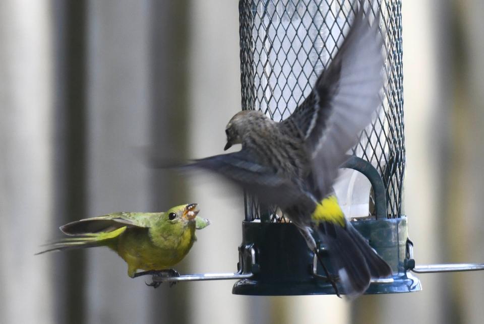 A Yellow-Rumped Warbler squabbles with a Painted Bunting over prime spots at a bird feeder in Viera, FL.