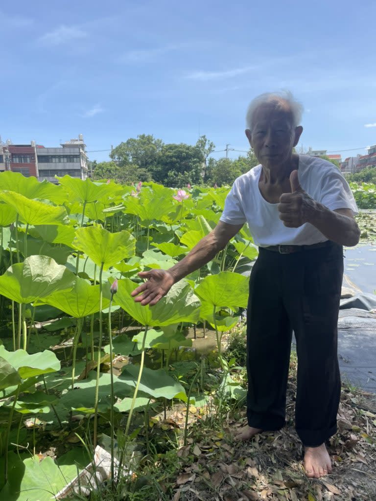 92歲老里長曾國渠今年所種的蓮花正盛開，邀大家來新埔賞蓮紓壓。（記者彭新茹攝）