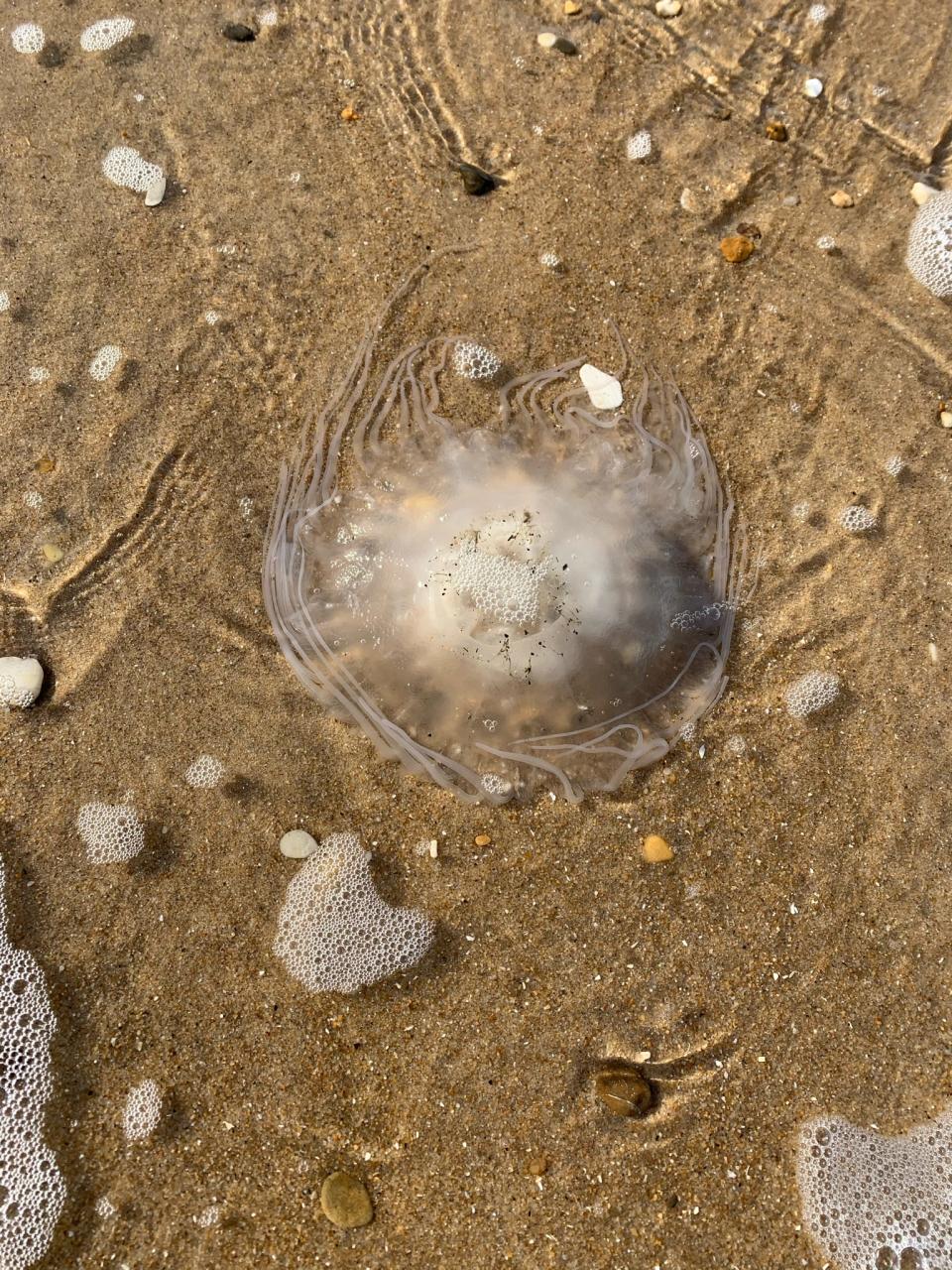 Atlantic sea nettle, such as this one seen at Cape Henlopen State Park, have more tentacles than bay nettle.