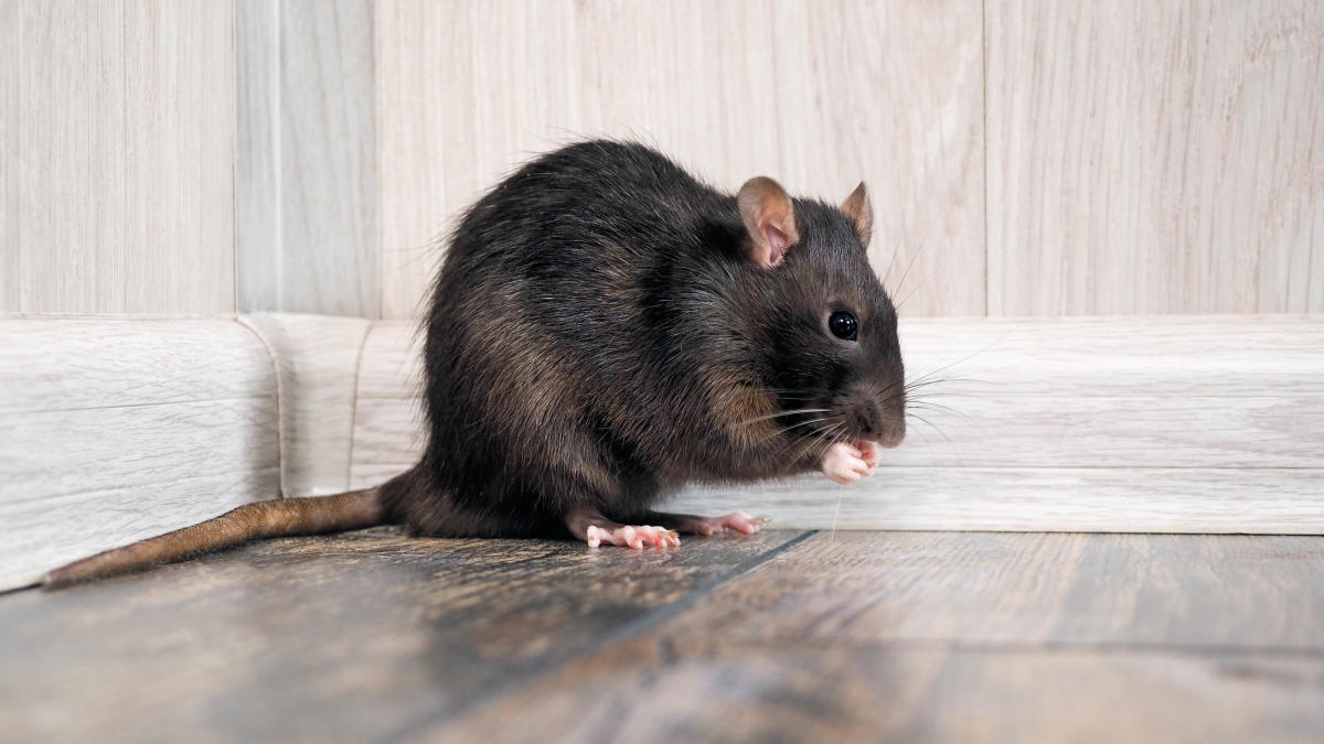 How to Keep Rats & Mice Out of Your Garage 