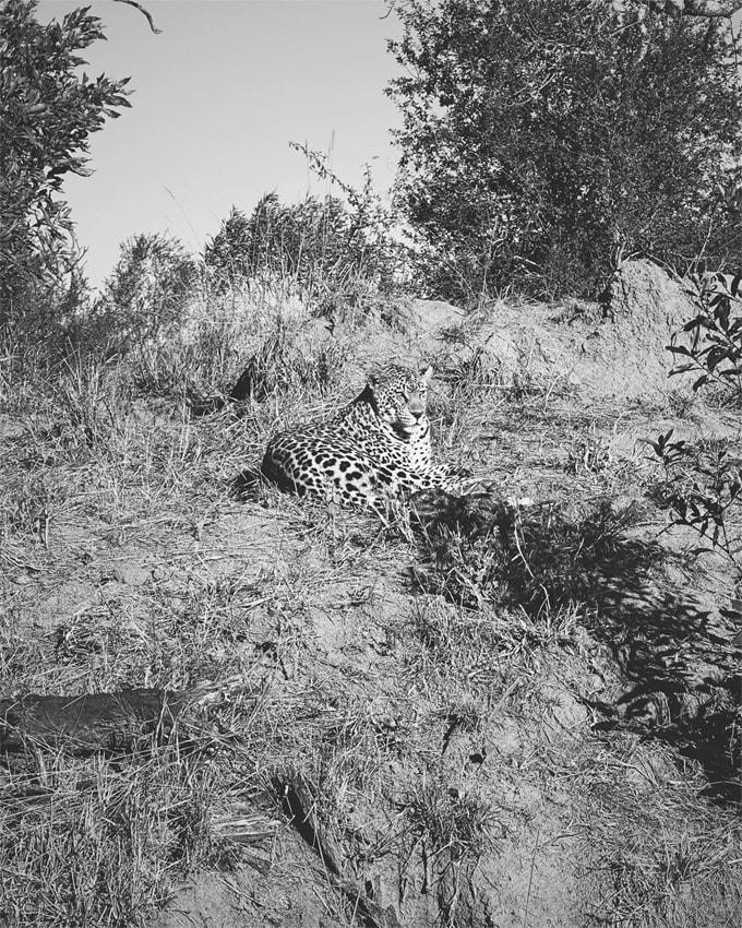 Tamara Falcó e Íñigo Onieva, de safari