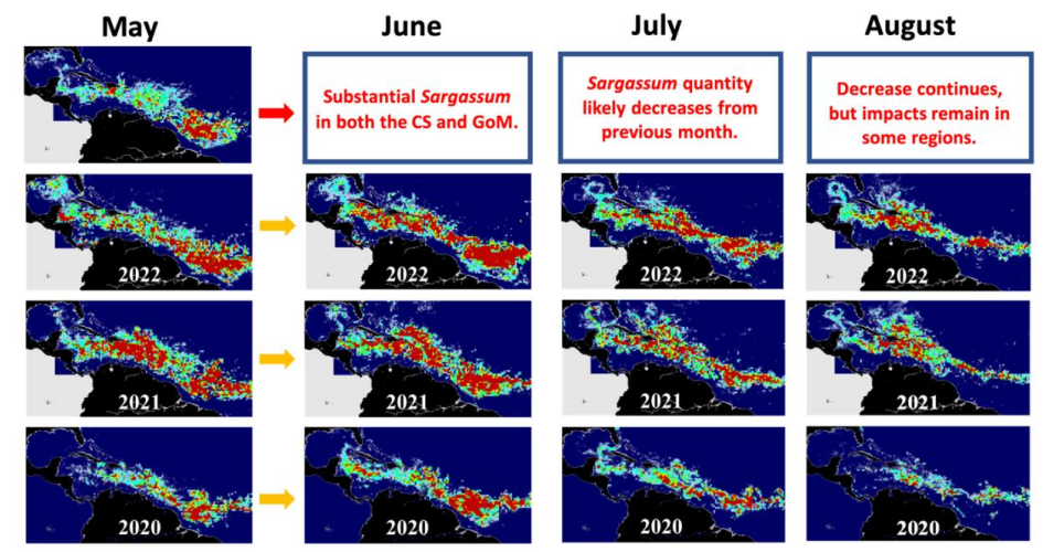 Sargassum forecast and history.