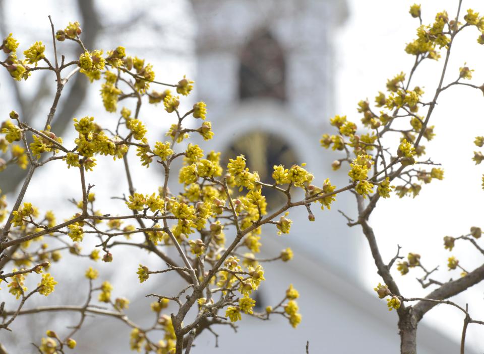 Witch hazel starts to bloom on the Village Green in front of the Dennis Union Church on Wednesday, March 22, 2023.