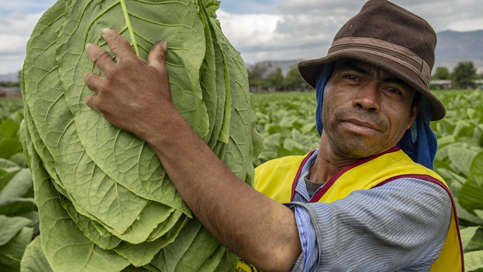 A worker harvesting the tobacco at Cigar Padron factory Nicaragua