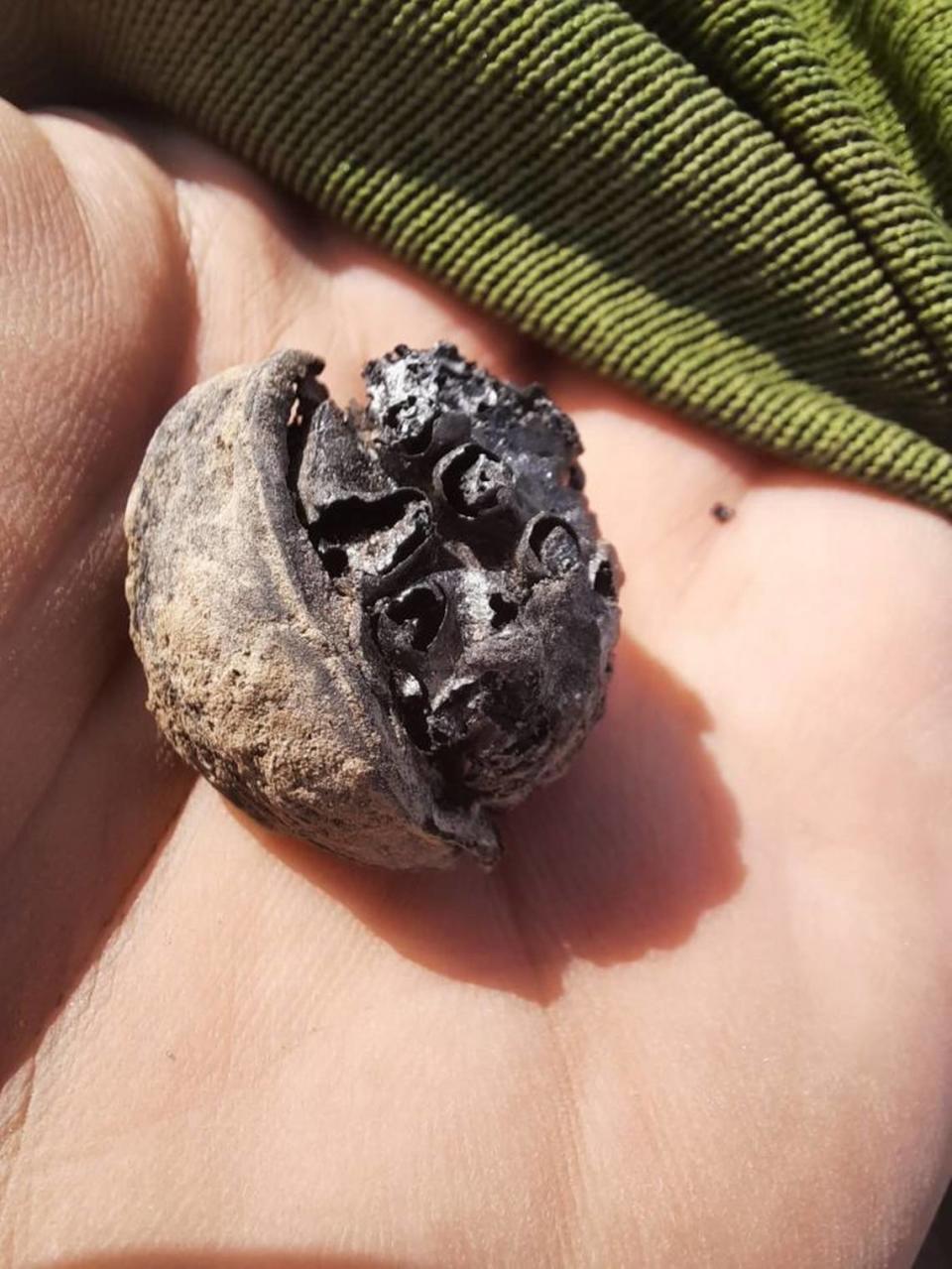 A burnt walnut found at the looted grave.