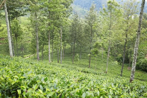 Sri Lanka's green and lush tea hills - Credit: Credit: Ian Trower / Alamy Stock Photo/Ian Trower / Alamy Stock Photo