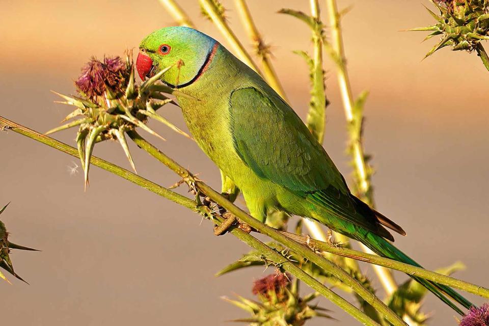 <p>Getty</p> A stock image of a parrot