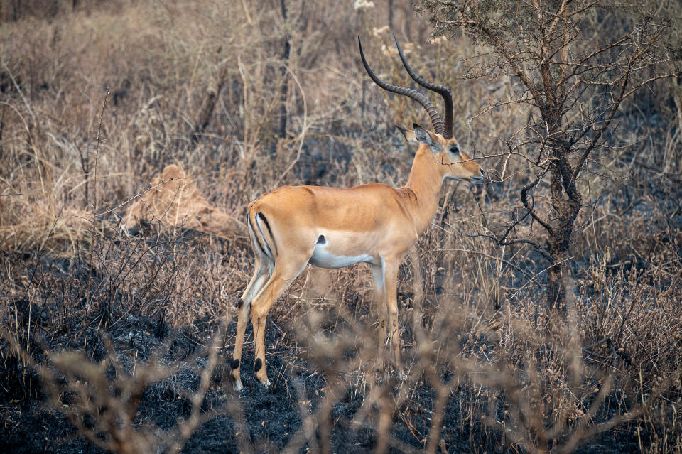 An impala is hard to spot in the dense, dry vegetation. (Photo: Bryan Kow)