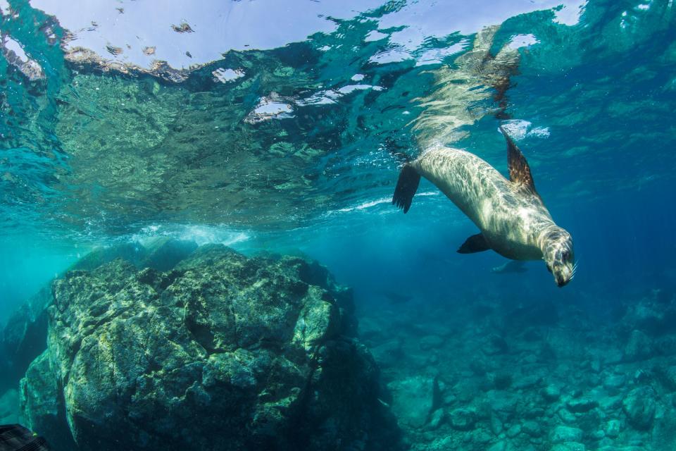 The Bay of La Paz is often referred to as the "Aquarium of the World" by Jacques Cousteau