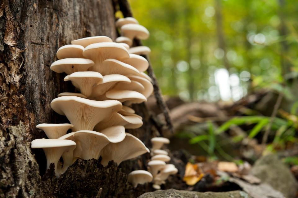 A healthy looking clutch of fresh oyster mushrooms growing out of the base of a dead tree.