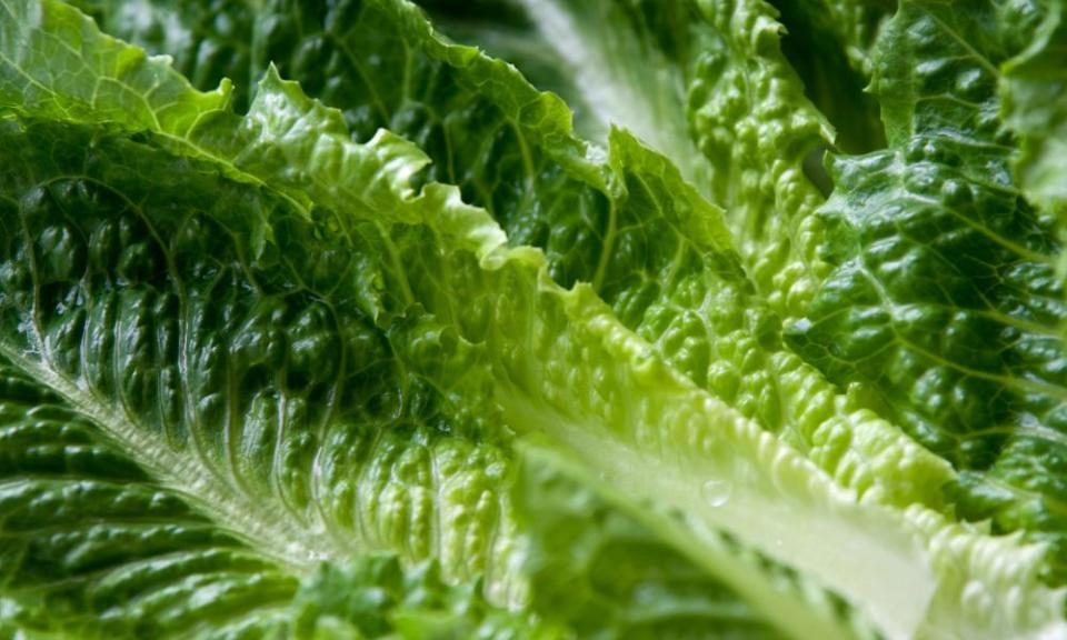 Wet leaves of Romaine lettuce