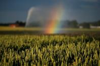 A rainbow is seen as a wheat field is irrigated in Sailly-lez-Cambrai