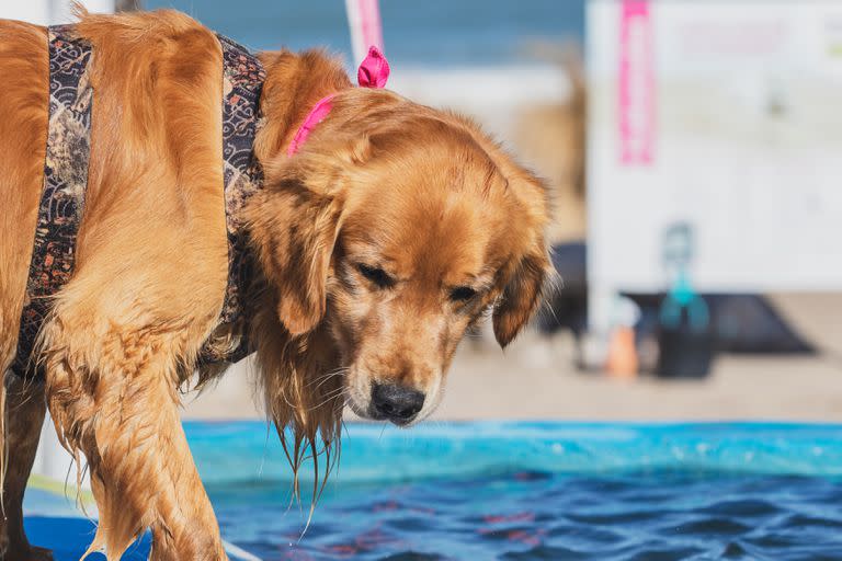 Hoteles, restaurantes y lugares donde las mascotas son bienvenidas.